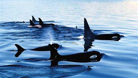 Orca Kayak Tours - Wilderness Adventures