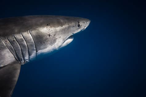 Shark Gills Stock Photo - Download Image Now - iStock