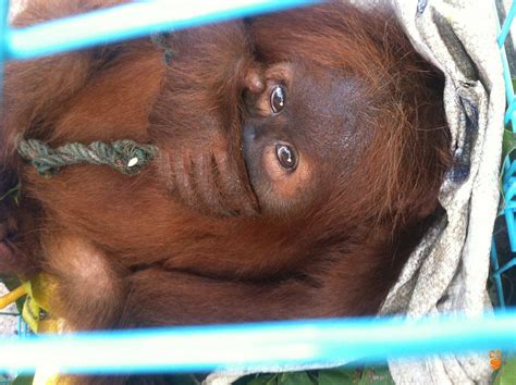 INTERNATIONAL ORANGUTAN DAY | COP Centre for Orangutan Protection