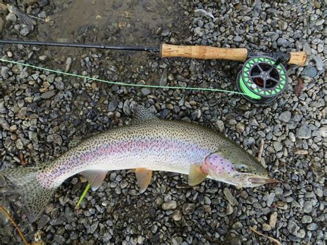 Rainbow Trout Fishing in Alaska 2024 - Rove.me