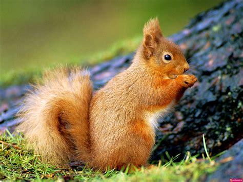 20+ Squirrel wallpapers HD 🔥 Download Free backgrounds