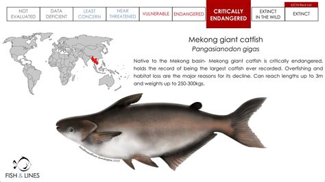 Mekong Giant Catfish Habitat