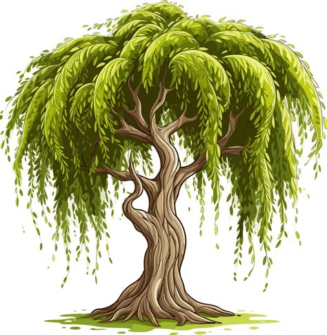 Willow tree Png, Weeping Willow Tree Isolated 24521161 PNG