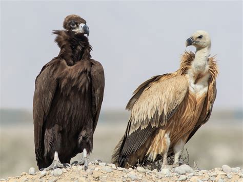 Cinereous Vulture - eBird