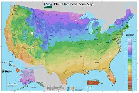 Pampas Grass Zone Insights and More | OurGrassPlants