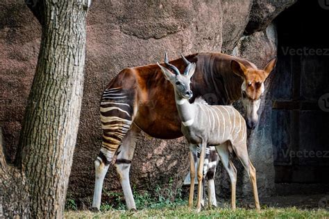 Okapi with Kudu Antelope Friend 9975922 Stock Photo at Vecteezy