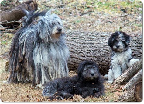 Bergamasco Shepherd - Alchetron, The Free Social Encyclopedia