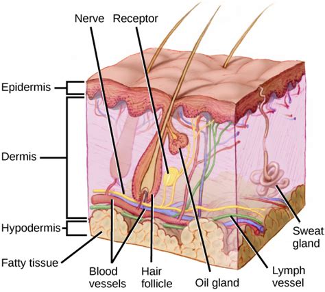 Somatosensory Receptors | Biology for Majors II