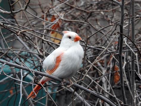 Leucistic Bird vs Albino Bird: Learn the Difference - Birds and Blooms