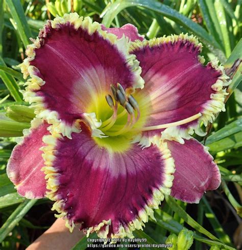 Daylilies: Plant Care and Collection of Varieties - Garden.org