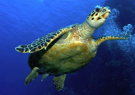 Hawksbill Sea Turtle / Hawksbill Sea Turtle - The reptile has powerful toothless jaws and a ...