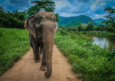 The Best Elephant Sanctuary in Thailand and Other Ethical Wildlife ...