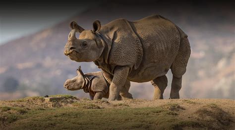 Greater One-horned Rhino | San Diego Zoo Safari Park