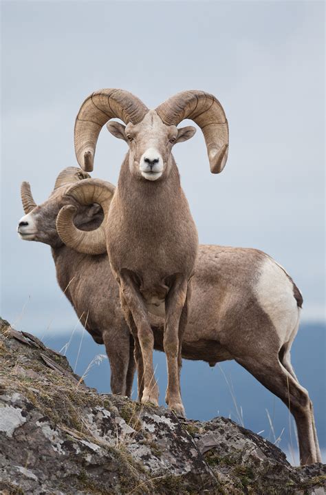 Montana’s Bighorn Sheep Back from the Brink - Big Sky Journal