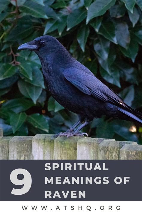 Raven Symbolism: 9 Spiritual Meanings of Raven