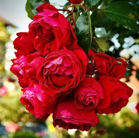 15 Best Red Climbing Roses - SONG OF ROSES