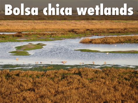 Bolsa Chica Wetlands by Ava Feely