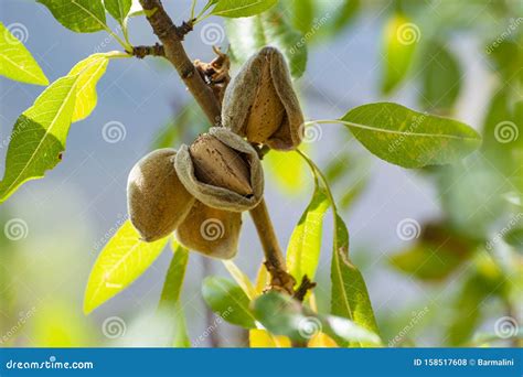 Ripe Almonds Nuts on Almond Tree Ready To Harvest Stock Photo - Image ...