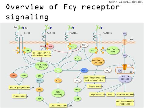 PPT - Fcg receptor signaling PowerPoint Presentation, free download - ID:1976568