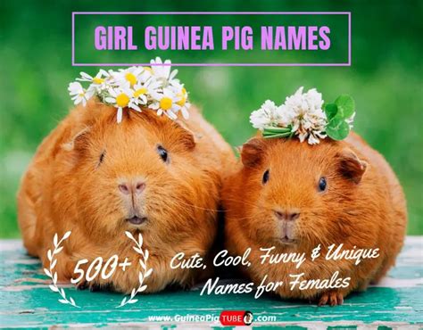 Girl Guinea Pig Names | 500+ Cute, Cool, Funny & Unique Names for Females - Guinea Pig Tube