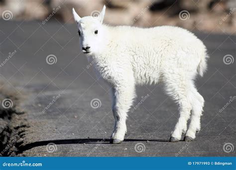 Baby Mountain Goat stock image. Image of photograph, wild - 17971993