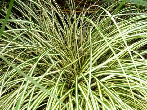 Carex oshimensis 'Evergold' (Japanese Sedge)