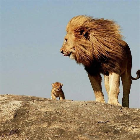 Der Blog!: Looks like Mufasa showing Simba the kingdom