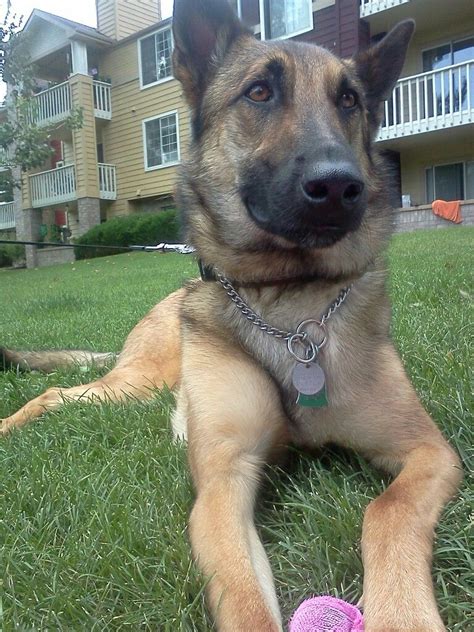 Belgian Malinois, German Shepherd mix German Shepherd Mix, Belgian Malinois, Labs, Dog Love ...