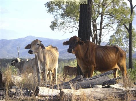 Outback Art: Brahman Cattle