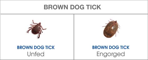 Brown Dog Tick | Symptoms, Prevention & Treatment | NexGard® Range