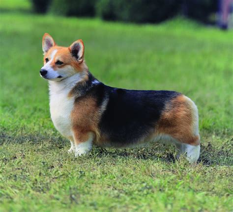 Are Corgi Small Dogs