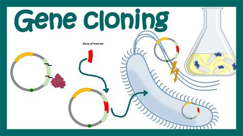 Dna Cloning Research Examples