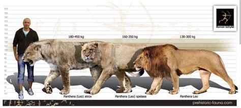 Cave Lion Size Comparison