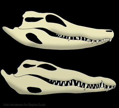 Alligator Teeth Explained: Facts, Cost, and More!