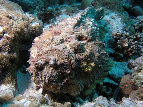 Stonefish - Master of Camouflage (20 pics)