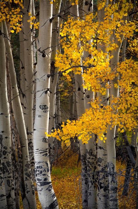 Colorado Aspen Trees, Fall Aspens, Golden Aspen Trees, Colorado Art ...