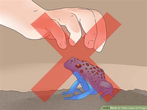 How to Take Care of Frogs: 15 Steps (with Pictures) - wikiHow