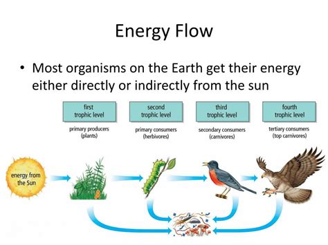 Energy Flow Diagram In Ecosystem