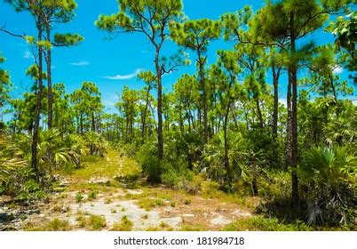 Big Pine Key Deer Refuge Located Stock Photo 181984718 | Shutterstock