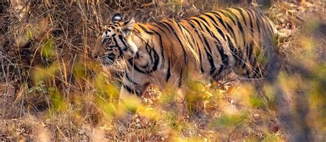 Endangered Bengal Tigers Could Go Extinct By 2070