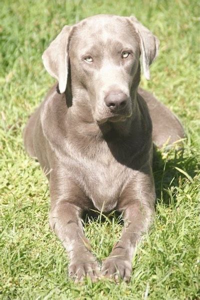 Silver Lab: What To Know About This Stunning Retriever Perfect Dog ...