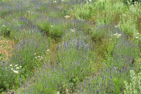 Beautiful Lavender Flower Field · Free Stock Photo