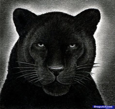 +15 Realistic Black Panther Animal Drawing Ideas