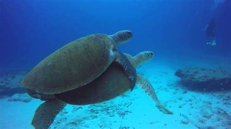 Sea turtle mating - YouTube