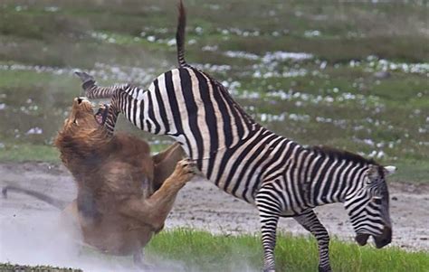 Male Lion Hunting Zebra