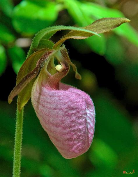 Pink Lady Slipper Orchid Dspf232 Photograph by Gerry Gantt