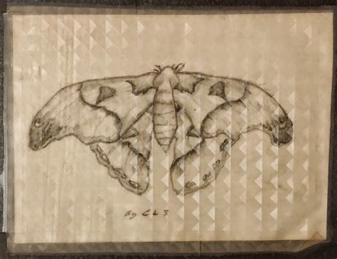 Realistic Moth – pencil sketch – Carl Seppänen