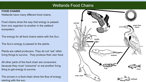 Food Chain For Kids Swamp