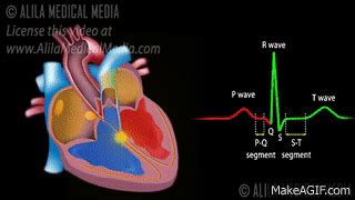 Cardiac Conduction System and Understanding ECG, Animation. on Make a GIF