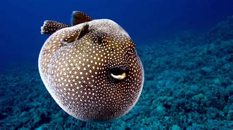 Pufferfish – "OCEAN TREASURES" Memorial Library